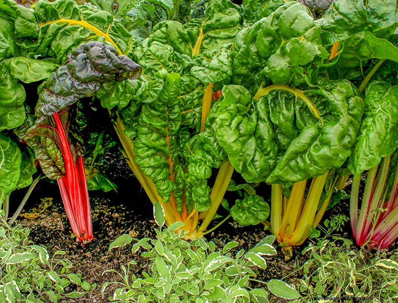 Rabarber (Rheum rhabarbarum):gids voor het kweken en verzorgen van heerlijke stengels 