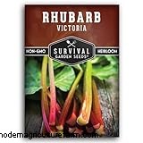 Rabarber (Rheum rhabarbarum):gids voor het kweken en verzorgen van heerlijke stengels 