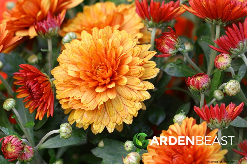 Rabarber (Rheum rhabarbarum):gids voor het kweken en verzorgen van heerlijke stengels 