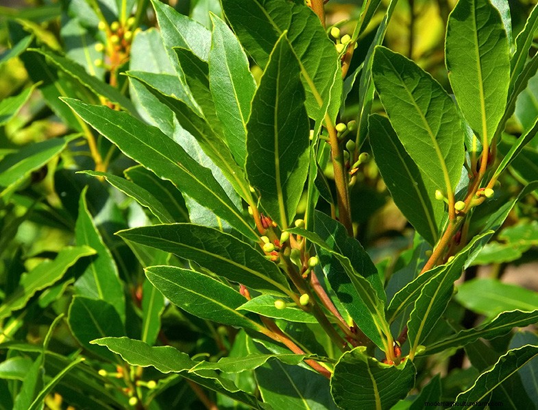 Alloro (Laurus nobilis):guida alla coltivazione e alla cura della casa e del giardino 