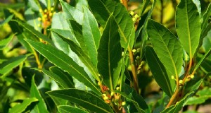 Bay Laurel (Laurus nobilis):Gids voor kweken en verzorgen voor huis en tuin 