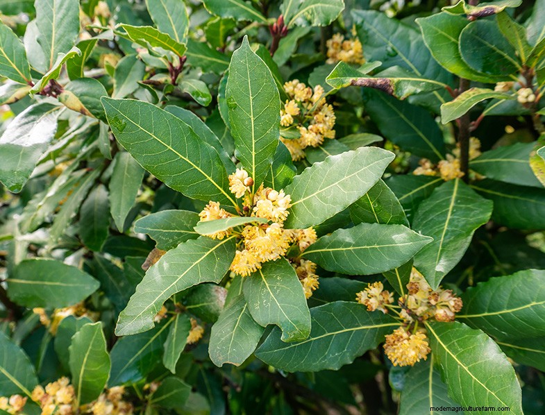 Alloro (Laurus nobilis):guida alla coltivazione e alla cura della casa e del giardino 