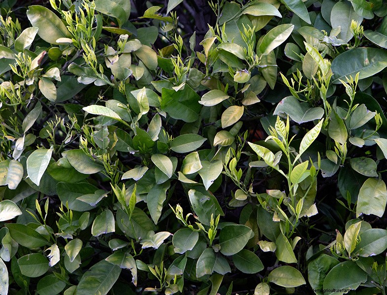 Alloro (Laurus nobilis):guida alla coltivazione e alla cura della casa e del giardino 