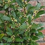 Alloro (Laurus nobilis):guida alla coltivazione e alla cura della casa e del giardino 