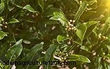 Alloro (Laurus nobilis):guida alla coltivazione e alla cura della casa e del giardino 