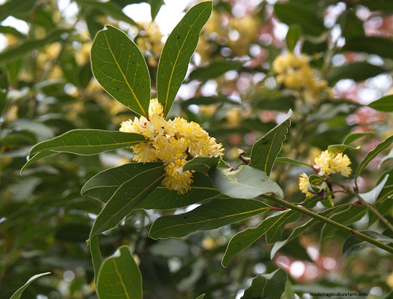 Alloro (Laurus nobilis):guida alla coltivazione e alla cura della casa e del giardino 