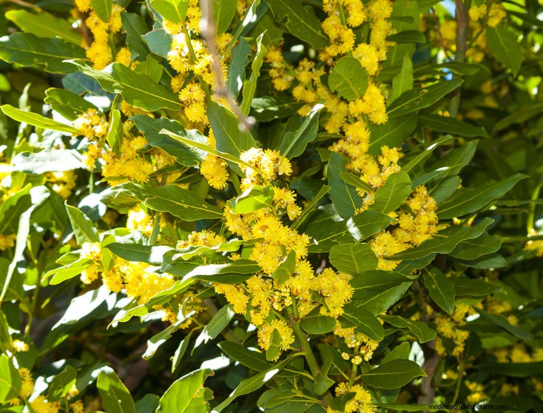 Alloro (Laurus nobilis):guida alla coltivazione e alla cura della casa e del giardino 
