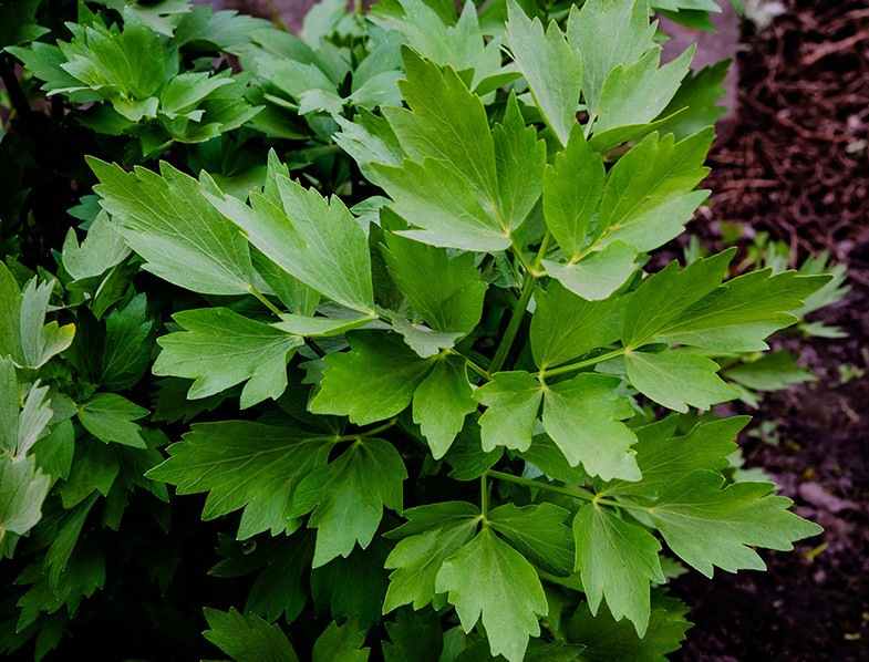 Levistico (Levisticum Officinale):Guida alla coltivazione e alla cura | Consigli degli esperti 