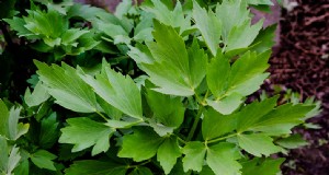 Levistico (Levisticum Officinale):Guida alla coltivazione e alla cura | Consigli degli esperti 