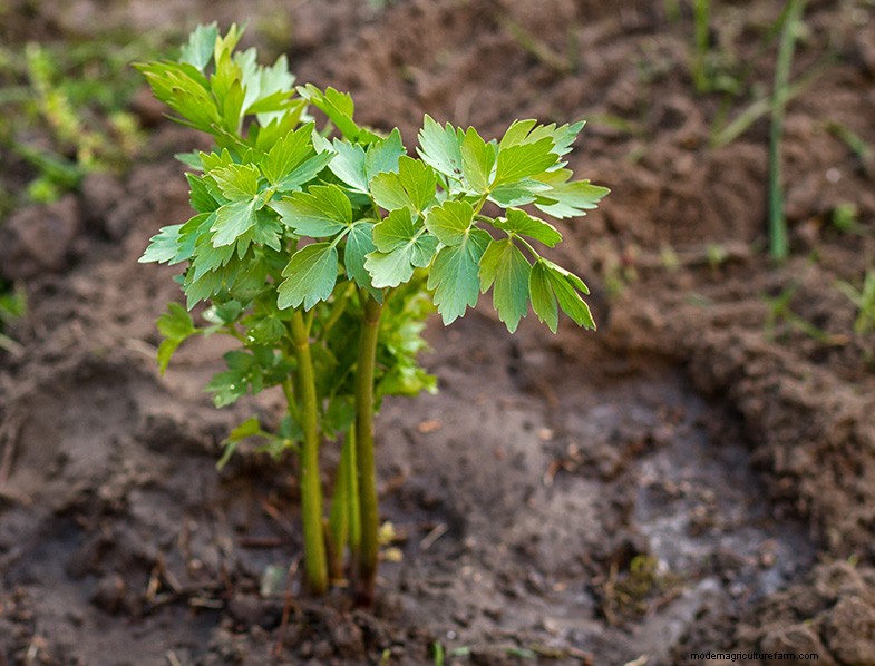Levistico (Levisticum Officinale):Guida alla coltivazione e alla cura | Consigli degli esperti 