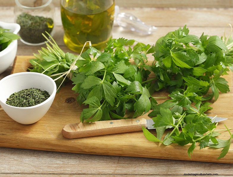 Levistico (Levisticum Officinale):Guida alla coltivazione e alla cura | Consigli degli esperti 