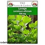Levistico (Levisticum Officinale):Guida alla coltivazione e alla cura | Consigli degli esperti 