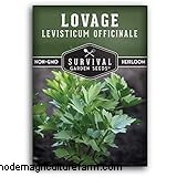 Levistico (Levisticum Officinale):Guida alla coltivazione e alla cura | Consigli degli esperti 