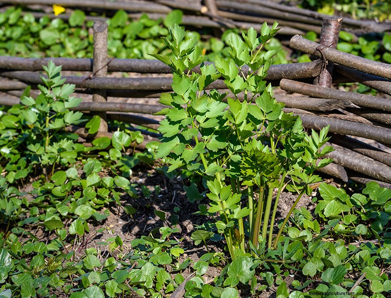 Levistico (Levisticum Officinale):Guida alla coltivazione e alla cura | Consigli degli esperti 