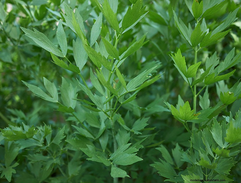Levistico (Levisticum Officinale):Guida alla coltivazione e alla cura | Consigli degli esperti 