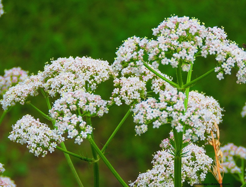 Pianta di anice (Pimpinella anisum):guida alla coltivazione e alla cura 