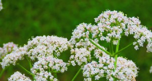 Pianta di anice (Pimpinella anisum):guida alla coltivazione e alla cura 
