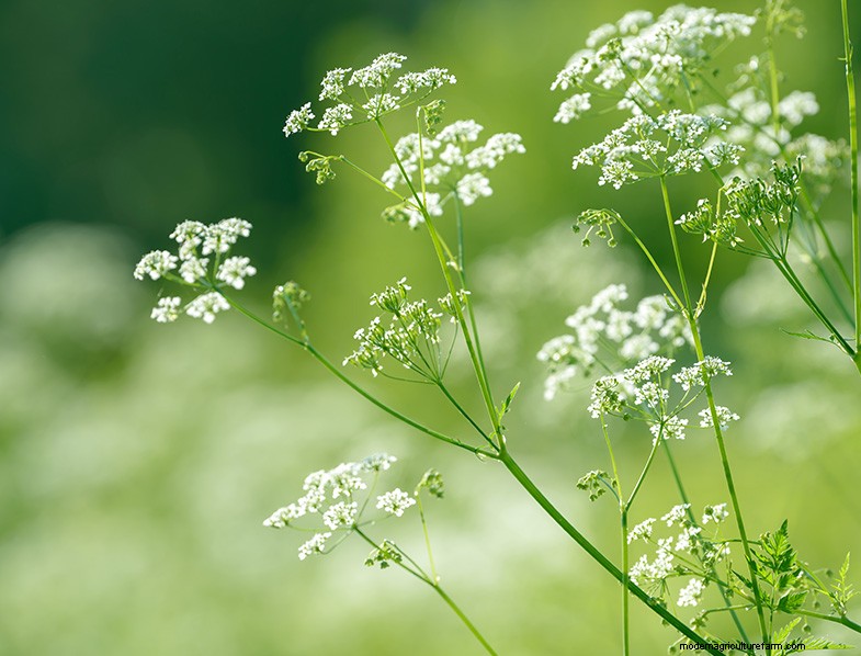 Pianta di anice (Pimpinella anisum):guida alla coltivazione e alla cura 