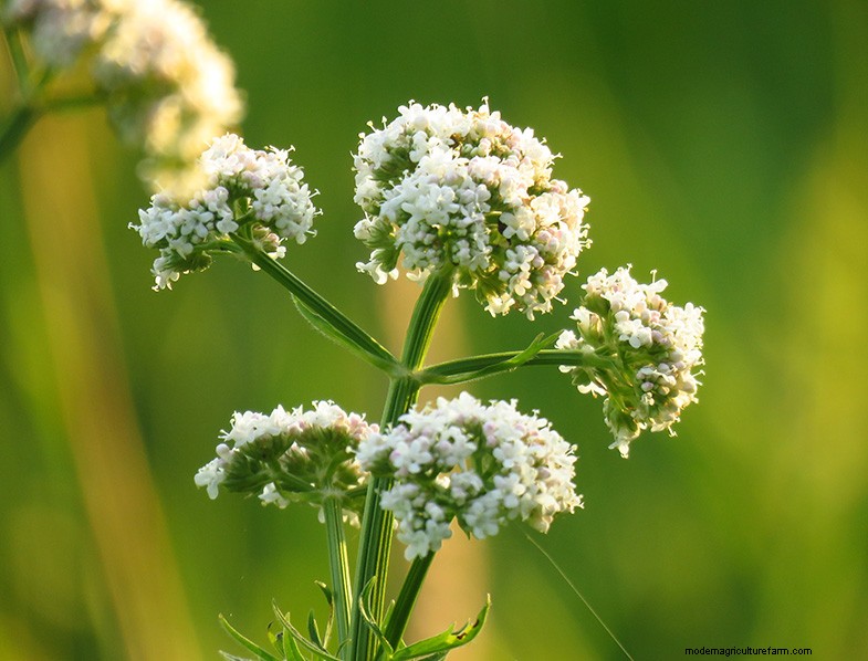 Pianta di anice (Pimpinella anisum):guida alla coltivazione e alla cura 