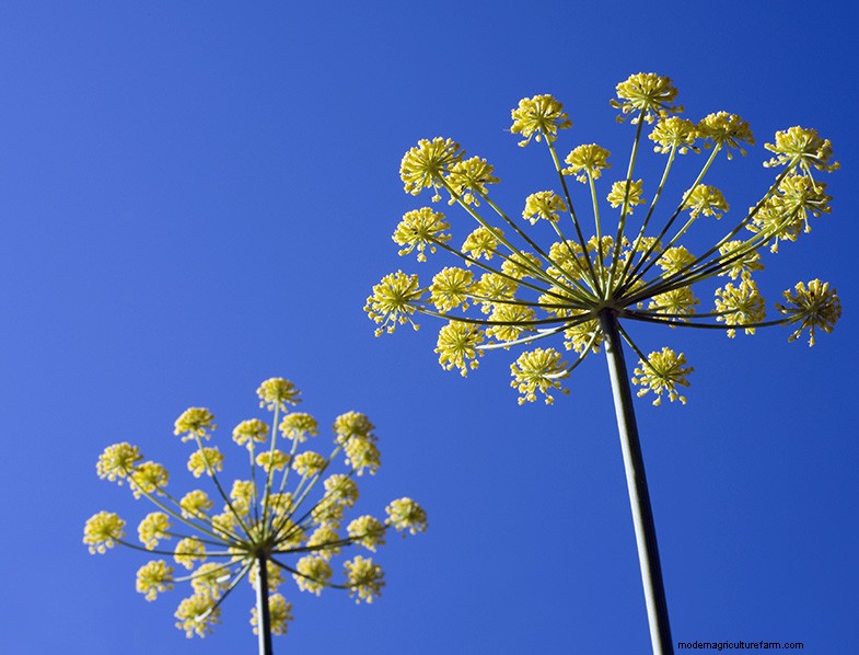 Pianta di anice (Pimpinella anisum):guida alla coltivazione e alla cura 