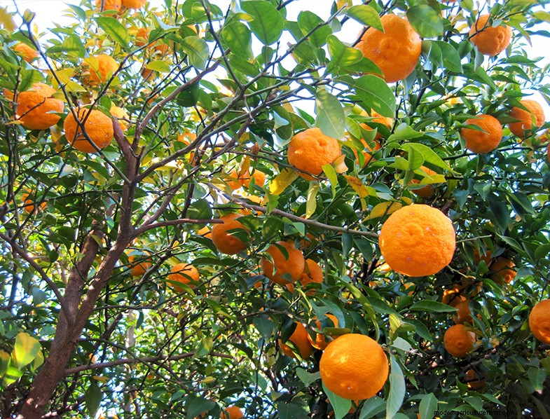 Yuzu Tree:Att växa och ta hand om denna aromatiska citrus 