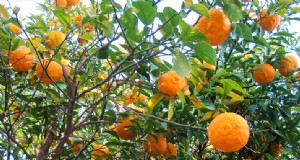 Yuzu-boom:deze aromatische citrus kweken en verzorgen 