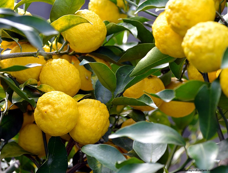 Yuzu Tree:Att växa och ta hand om denna aromatiska citrus 