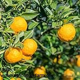Yuzu Tree:Att växa och ta hand om denna aromatiska citrus 