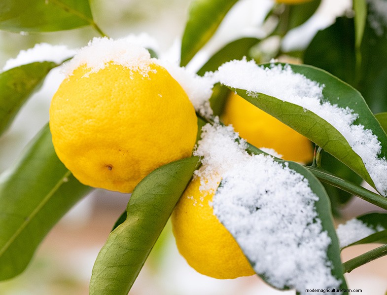 Yuzu Tree:Att växa och ta hand om denna aromatiska citrus 