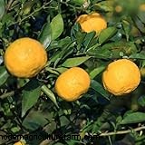 Yuzu Tree:Att växa och ta hand om denna aromatiska citrus 