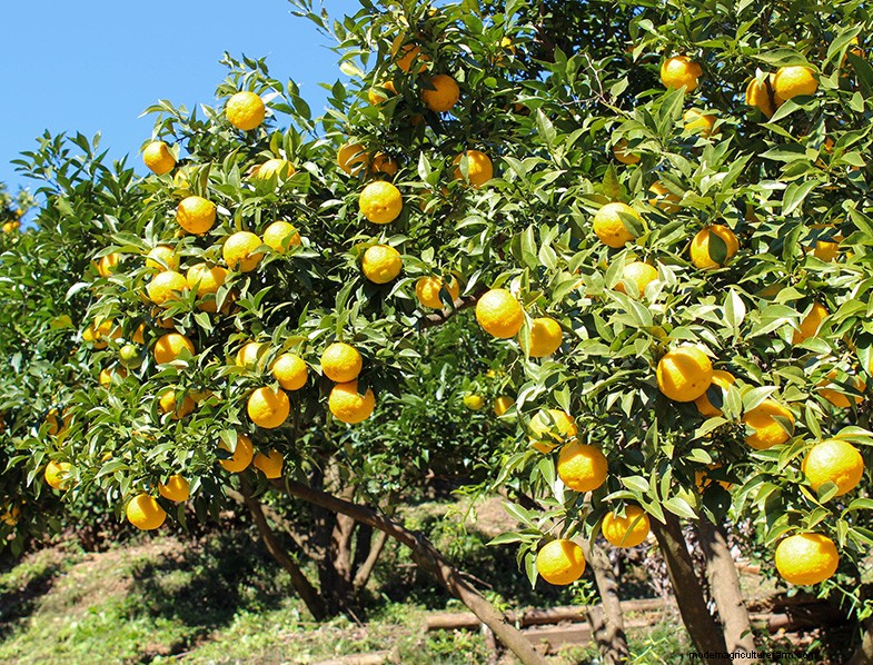 Yuzu Tree:Att växa och ta hand om denna aromatiska citrus 