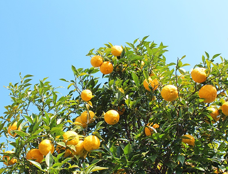 Yuzu Tree:Att växa och ta hand om denna aromatiska citrus 