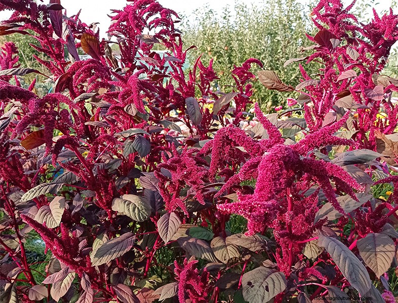 Groeiende amarant:een gids voor planten en oogsten 