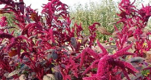 Menumbuhkan Amaranth:Panduan Menanam &Memanen 
