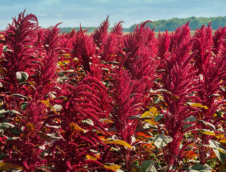 Groeiende amarant:een gids voor planten en oogsten 