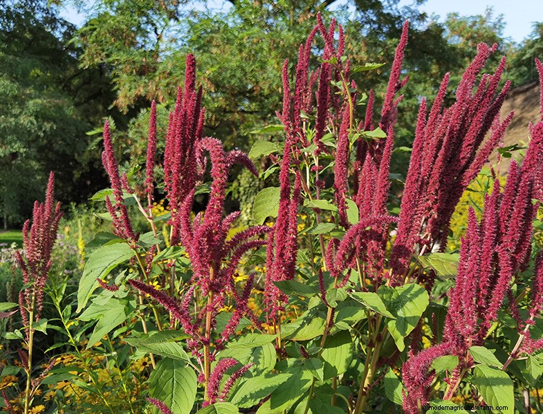 Groeiende amarant:een gids voor planten en oogsten 