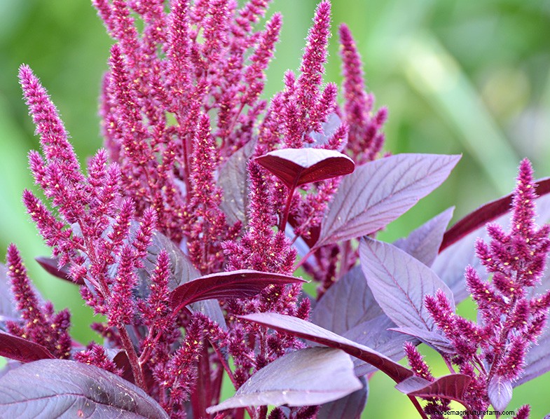 Groeiende amarant:een gids voor planten en oogsten 