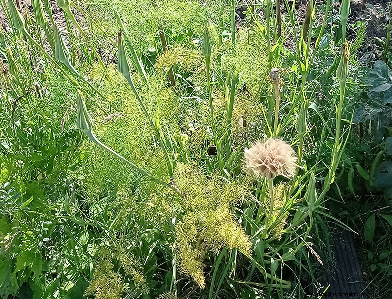 Tragopogon porrifolius:Menanam &Merawat Bawang Laut 