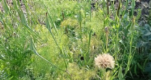 Tragopogon porrifolius:coltivare e prendersi cura della cipolla di mare 