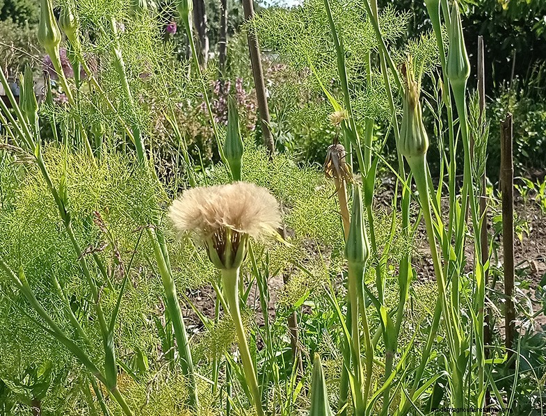 Tragopogon porrifolius:Menanam &Merawat Bawang Laut 