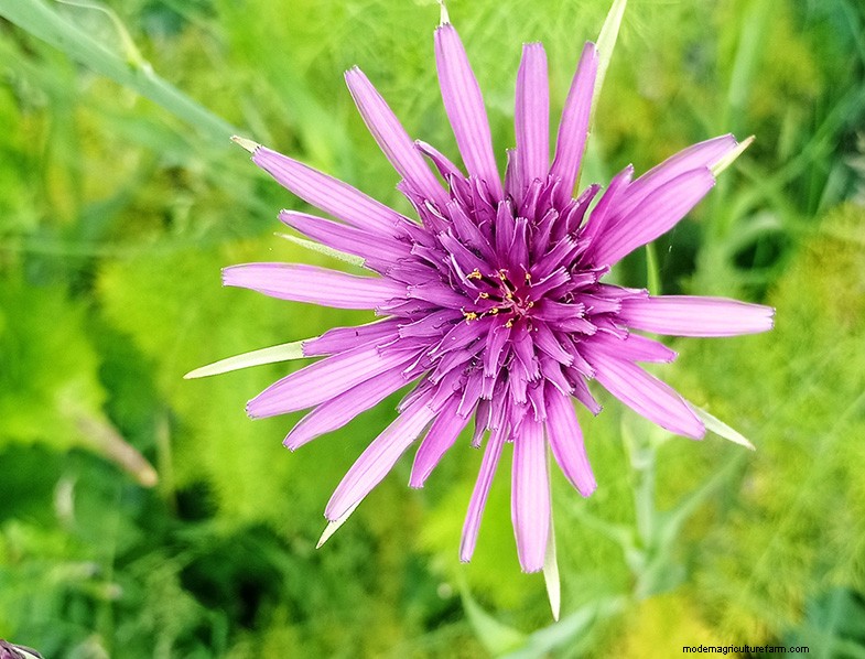 Tragopogon porrifolius:Menanam &Merawat Bawang Laut 