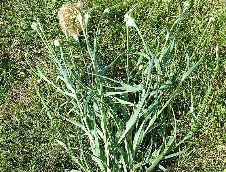 Tragopogon porrifolius:Menanam &Merawat Bawang Laut 