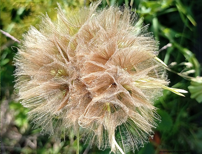 Tragopogon porrifolius:Menanam &Merawat Bawang Laut 