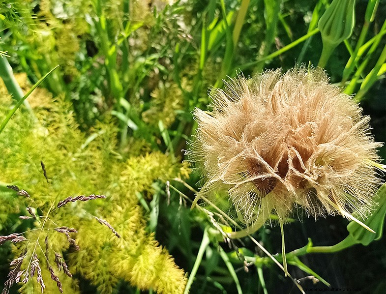 Tragopogon porrifolius:Menanam &Merawat Bawang Laut 