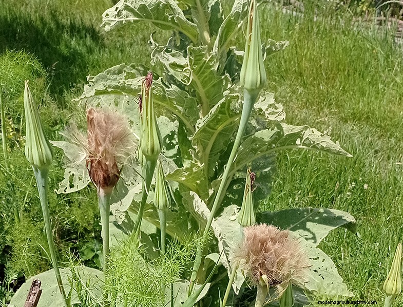 Tragopogon porrifolius:Menanam &Merawat Bawang Laut 