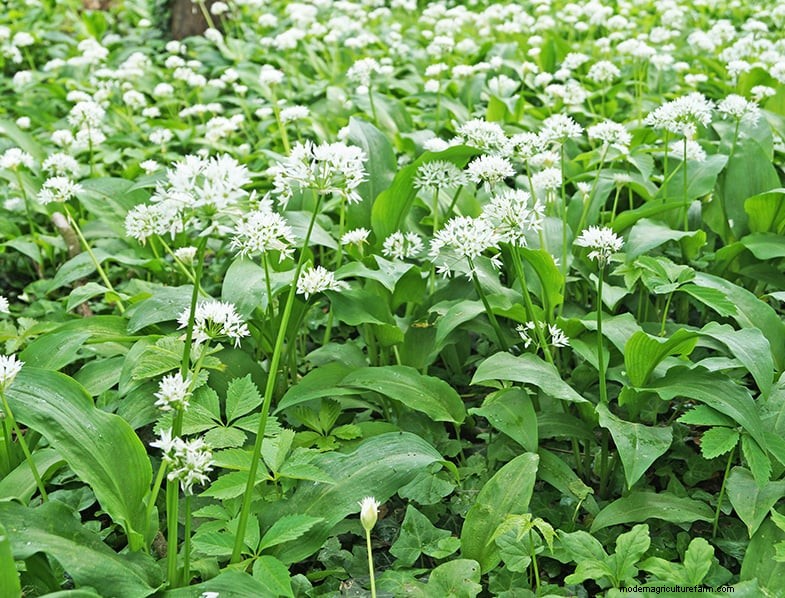 Wilder Lauch (Allium Ampeloprasum):Leitfaden für Anbau und Pflege 