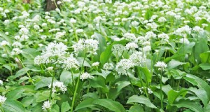 Wilder Lauch (Allium Ampeloprasum):Leitfaden für Anbau und Pflege 