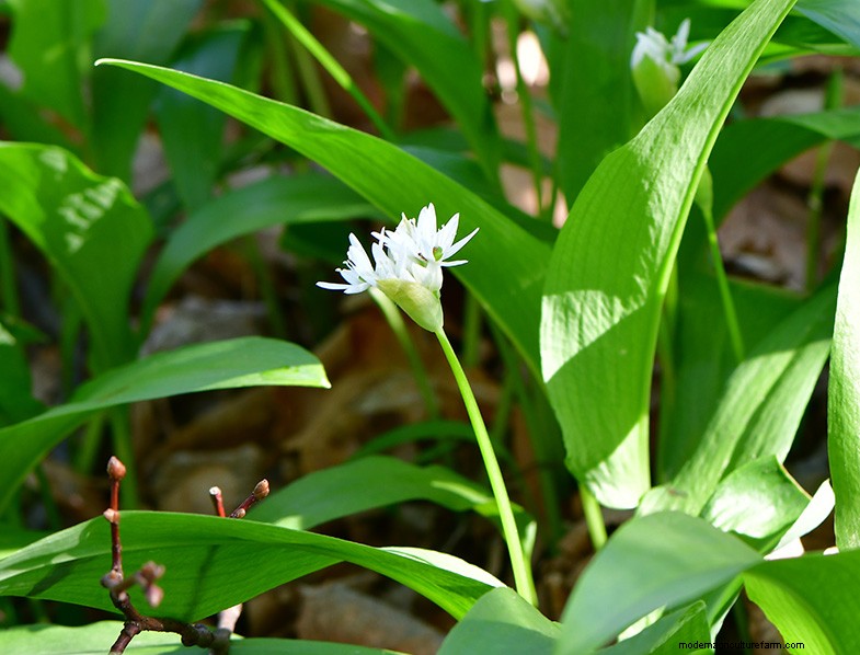 Wilder Lauch (Allium Ampeloprasum):Leitfaden für Anbau und Pflege 