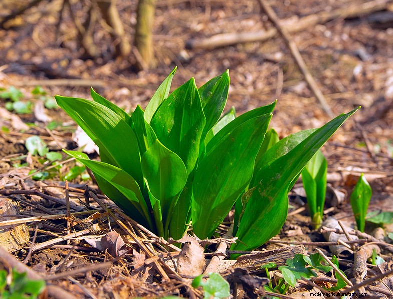 Wilder Lauch (Allium Ampeloprasum):Leitfaden für Anbau und Pflege 