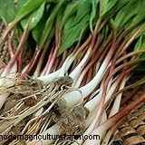 Wilder Lauch (Allium Ampeloprasum):Leitfaden für Anbau und Pflege 